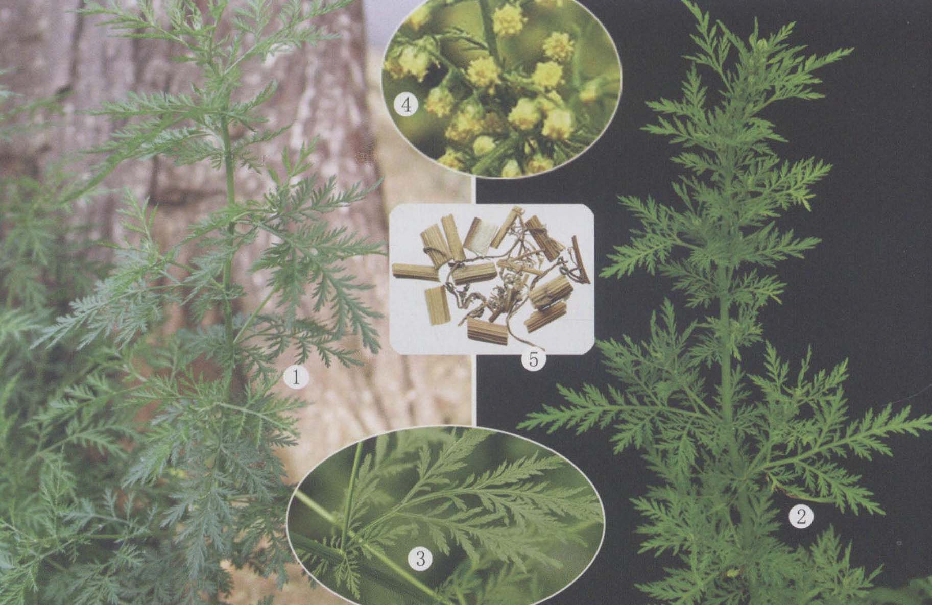 吴茱萸-药用植物花谱-图片
